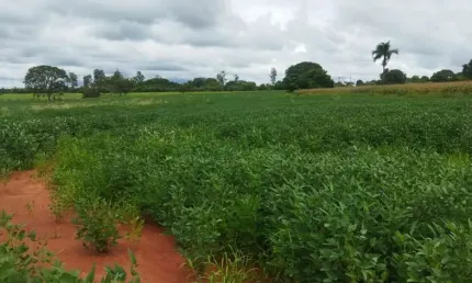 SÍTIO EM FRUTAL/MG - EXCELENTE OPORTUNIDADE DE INVESTIMENTO!
