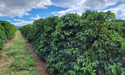 FAZENDA DE CAFÉ COM EXCELENTE INFRAESTRUTURA EM VARGEM BONITA/MG