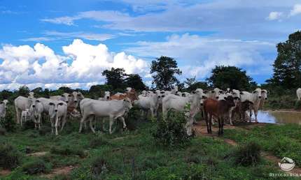 Fazenda à venda no Setor Central, Alvorada 