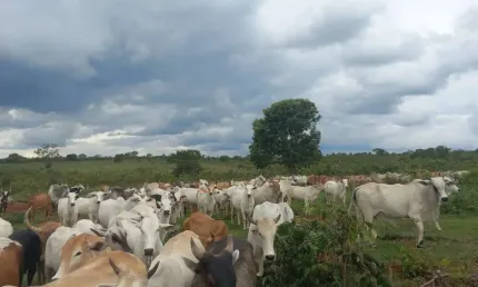 Fazenda à venda no Centro, Figueirão 