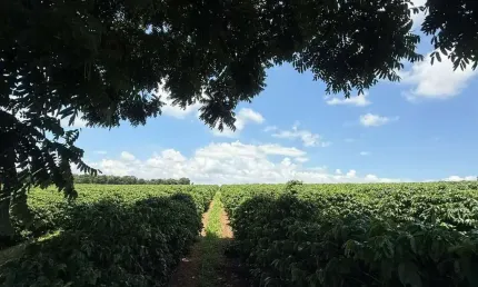 Fazenda à venda no Centro, Piumhi 
