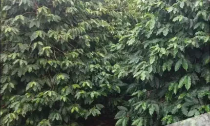 Terreno à venda no Jardim Ana Eliza, Cambé 