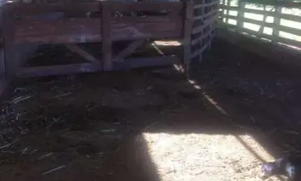 Chácara / sítio com 3 quartos à venda na Água Coro do Boi, Sertanópolis 