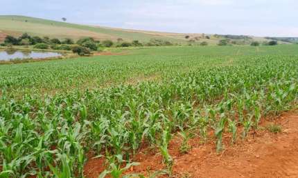 INVESTIMENTO RURAL DE ALTO NIVEL — 150 ALQUEIRES COM ALTO POTENCIAL AGRICOLA NO PR