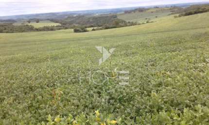 Fazenda de 76 Alqueires  Alto Padrão à Beira do Asfalto em Assis