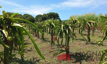 Chácara / sítio com 2 quartos à venda na Estrada Sarandi, 700, Zona Rural, Marialva