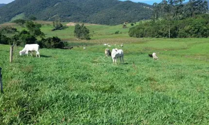 Fazenda à venda na Estrada Geral Aratingaúba, Aratingauba, Imaruí