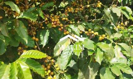 ?? FAZENDA CAFEEIRA À VENDA PRODUTIVA À VENDA | 236 HECTARES | MG, SUL DE MINAS, TRÊS CORAÇÕES