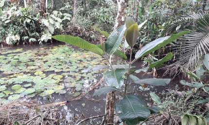 Terreno à venda na Rua Doze, Verde Mar, Caraguatatuba