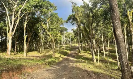Chácara / sítio à venda na Bosque Bateias, Bateias de Baixo, Campo Alegre por R$ 700.793