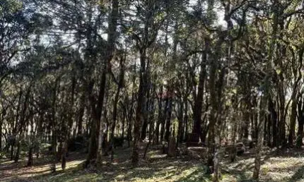 Terreno à venda, 952 m² por R$ 750.000 - Bosque Sinoserra - Canela/RS