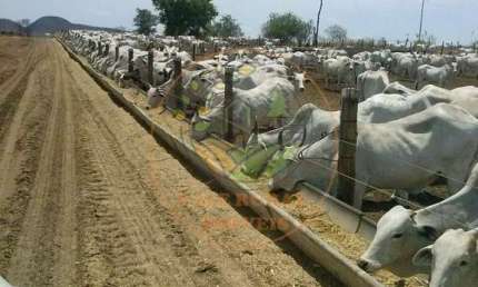 EXCELENTE! FAZENDA DE 8.264 ALQUEIRES COM FRIGORÍFICOS NO OESTE DA BAHIA  FA00156