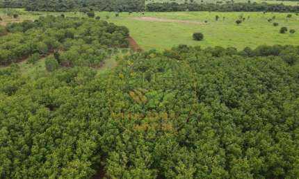 EXCELENTE FAZENDA EM  LAGOA DA CONFUSÃO - TOCANTINS FA00139