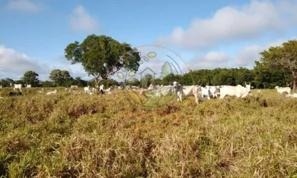 FAZENDA DE 1.000 ALQUEIRES A VENDA EM TOCANTINS! FA00134