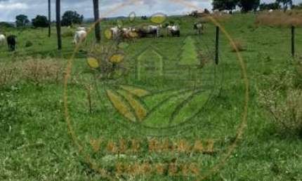 ÓTIMA FAZENDA DE 190 ALQUEIRES EM CALDAS NOVAS GO! FA00131