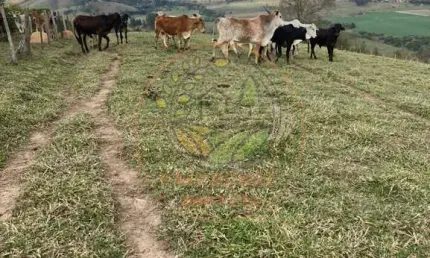 Ótimo sítio com lago e nascente em congonhal mg - st00124