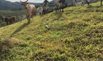 LINDO SÍTIO COM  PASTO E CURRAL EM POUSO ALEGRE MG - ST00123