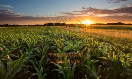 BELÍSSIMA FAZENDA  EM SÃO JOSÉ DO RIO CLARO COM VISTA PRIVILEGIADA  COM 24.433,00 HECTARES DE PURA BELEZA - FA00106