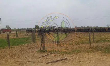 EXCELENTE FAZENDA DE 18.000 HECTARES PARA AGRICULTURA E PECUÁRIA EM MINAS GERAIS! FA00098