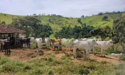 EXCELENTE FAZENDA COM 347 HECTARES NO SUL DE MINAS PARA PECUARIA DE CORTE E LEITE! FA00068