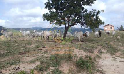 OPORTUNIDADE! EXCELENTE ÁREA RURAL PARA FAZENDA COM 40 ALQUEIRES! AR00029