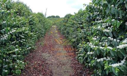 FAZENDA DE CAFÉ COM 239 HECTARES DE ÁREA NA REGIÃO DE LAVRAS - MG  FA00210