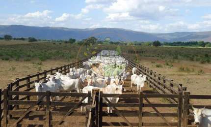 EXCELENTE! FAZENDA DE DUPLA APTIDÃO EM FLORES DE GOIÁS - GO  FA00227