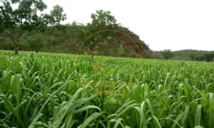 FAZENDA À 100 KM ARAGUAÍNA-TO, COM 385 ALQUEIRES VOLTADA PRA PECUÁRIA E AGRICULTURA, COM 7,5 KM DE RIO  FA00238