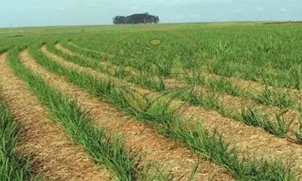Fazenda de 45 alqueires na região de acreúna - go  fa00242
