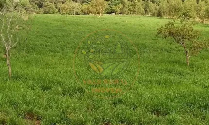 FAZENDA À 100 KM ARAGUAÍNA-TO, COM 385 ALQUEIRES VOLTADA PRA PECUÁRIA E AGRICULTURA, COM 7,5 KM DE RIO FA00241