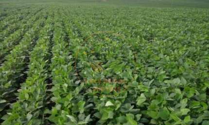 FAZENDA 1.238 HECTARES NA REGIÃO DE CAPITÓLIO EM MINAS GERAIS!  FA00246
