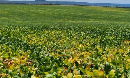 EXCELENTE FAZENDA DE 1.738 HECATRES EM LUZIANIA - GO  FA00274
