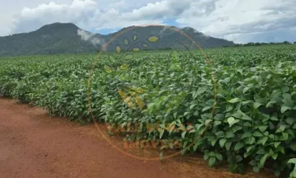 FAZENDA DE 319 ALQUEIRES EM BREJINHO ALEGRE- TO  FA00273