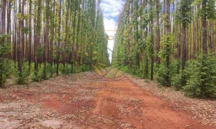 EXCELENTE! FAZENDA DE EUCALIPTO NO INTERIOR DE BELO HORIZONTE - MG  FA00271