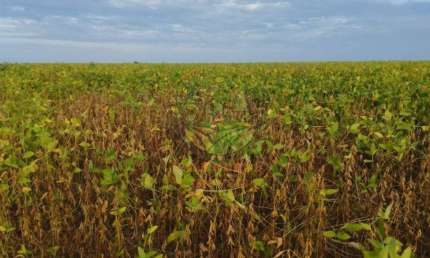 EXCELENTE FAZENDA DE 2.830 HECTARES EM TOCANTINS COM LAVOURA DE MILHO E SOJA  FA00284