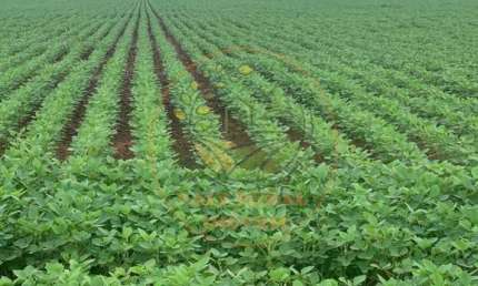 FAZENDA DE 804 ALQUEIRES EM NA REGIÃO DE ARARAQUARA - SP  FA00291