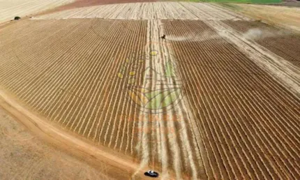 OPORTUNIDADE! FAZENDA NA REGIÃO DE CRISTALINA - GO  FA00302