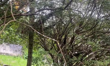 Um terreno magnifico na melhor rua do melhor condominio horizontal da cidade de arujá
