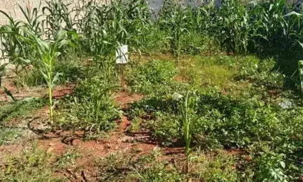 Terreno à venda no reserva centenária em santa bárbara d'oeste.
