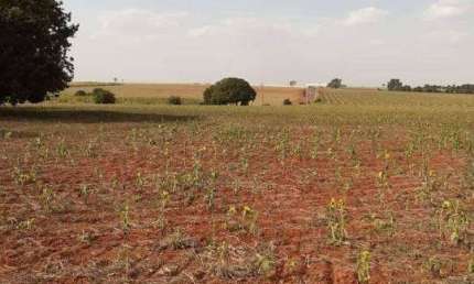 Terreno industrial à venda na entrada do Santo Antônio Sapezeiro em Santa Bárbara d'Oeste