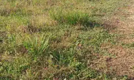 Terreno à venda, 300 m² por R$ 220.000,00 - Nova Cananéia  - Cananéia/SP
