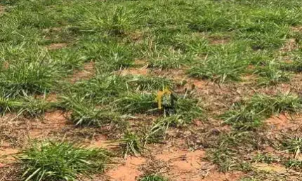 Terreno à venda, 220 m² por r$ 85.000 - menezes 5 - bady bassitt/sp