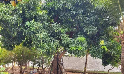 Terreno à venda, 360 m² por R$ 300.000,00 - Ribeirão da Ponte - Cuiabá/MT
