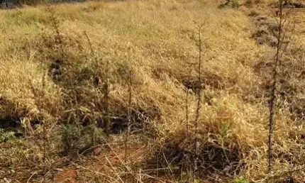 Terreno à venda no Bosque, Araguari 
