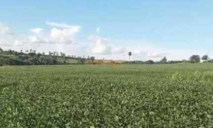Fazenda à venda na Rua Antônio Lemos da Silva, Centro, Araguari