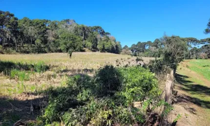 Terreno à venda na avenquinha, campo alegre  por r$ 1.000.000