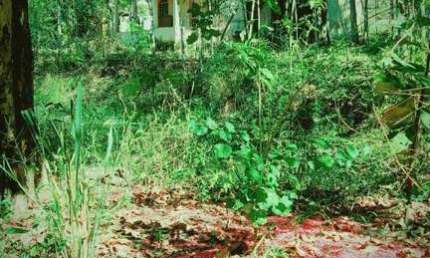 Sítio para Venda em Tanguá, Ipitangas, 1 dormitório, 1 banheiro