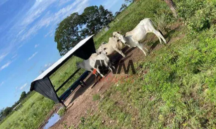 Fazenda à venda, 25180584 m² por R$ 30.000.000,00 - Zona Rural - Conceição do Tocantins/TO