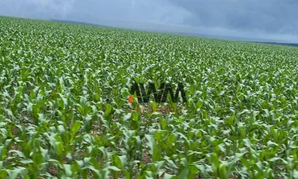 Fazenda à venda, 67900000 m² por R$ 150.000.000,00 - Zona Rural - Nova Maringá/MT