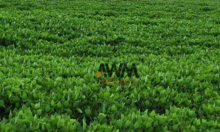 Fazenda à venda, 5130400 m² por R$ 15.000.000,00 - Zona Rural - Silvanópolis/TO